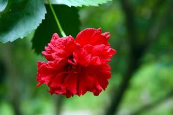 Lodge Cabinas Iguana Cahuita