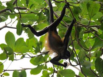 Hotel Caribbean Coconut