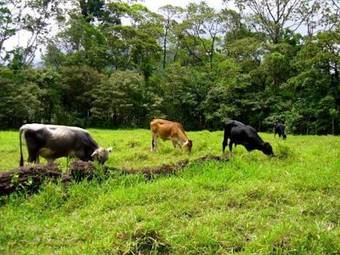 Bed & Breakfast Casitas Tenorio