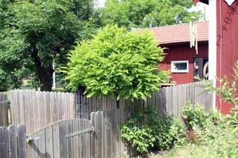 Lodge Kolm�rdstorpet Bloms�tter