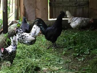 Agroturismo Villa Insikt Pensionat & Kursg�rd