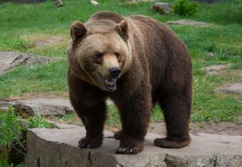 Sk�nes Djurpark, Camp Oak