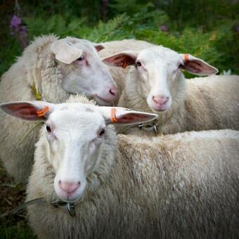 Ekologiska Fru Gran B&B I Tiveden