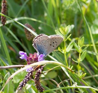 Posada Bakkegaard M�ns Klint