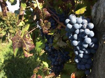 Bed & Breakfast Alloggio Agrituristico Corte San Biagio