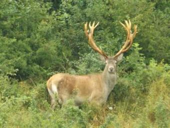 Hostal Penzi�n Hubert Levo?a