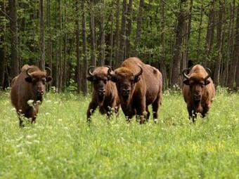 Solnechny Domik V Khvoyanovke