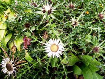 Hostal Zum Rosenbachschen L�wen