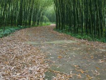 Tune Life Moganshan Hotel