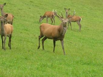Hostal Bioalm Wassermann Wirt