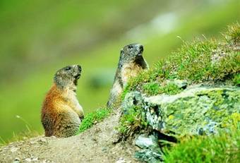 Scharler?s Boutiquehotel