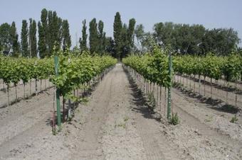 Hostal Pension & Weingut Storchenblick