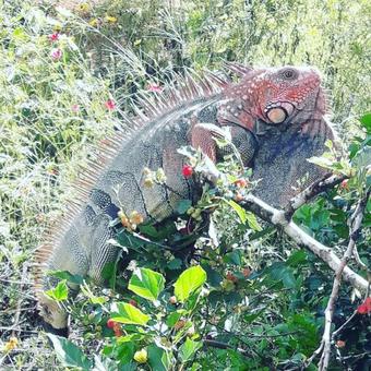 Bed & Breakfast La Ceiba Ecoadventures