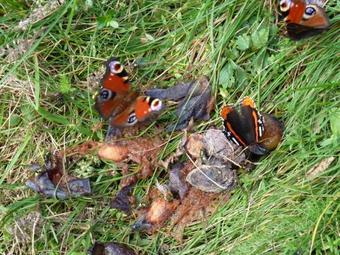 Apartamento Vesnick� Usedlost