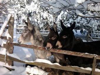 Apartamento Hoffmann Vend�gh�z