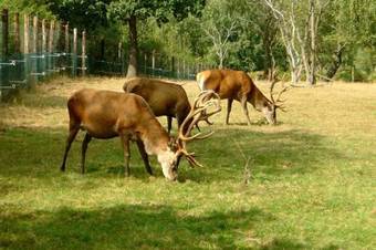 Vakantiepark Les Onays II