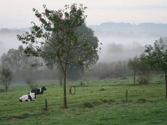 Le Petit Cheval Blanc
