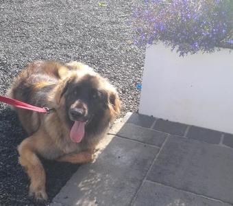 Apartamento Dunseverick Ramblers Rest