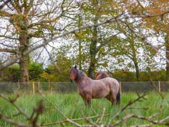 Brambles, Highampton
