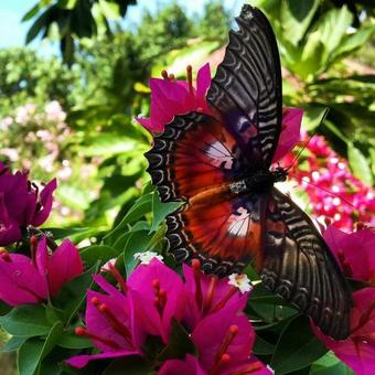 Hotel Bara Beach Bungalows