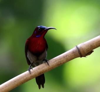 Hotel Green Echo Tourism Park,guhagar