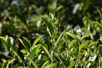 Hotel Orma Farm Resort