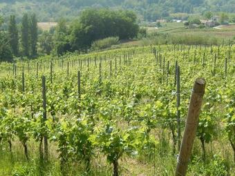 Agroturismo Vigna Della Ripa