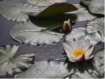 Hostal Muxima - Aljezur