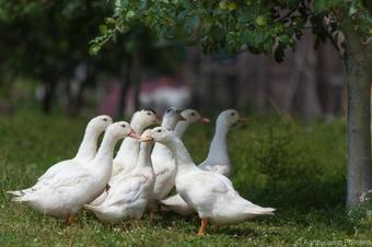 Agroturismo Agriturismo Pulicaro