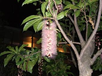 Iriomotejima-jungle Hotel Painumaya