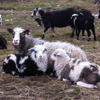 Agroturismo Kjelkebakken Gard