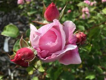 Hostal Laurel Bank House