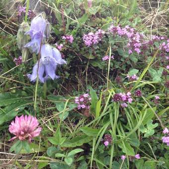 Apartamentos Chalet Weidli