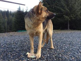 Hostal Cabana Cerbul-oasa-transalpina