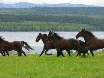 Posada W�ngens W�rdshus