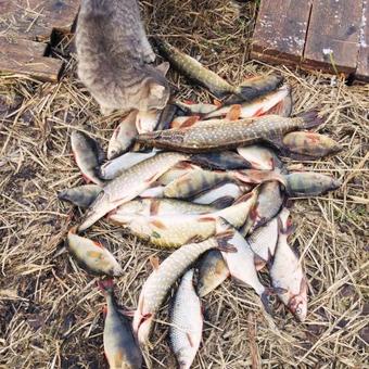 Poluostrov Na Seligere