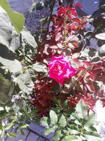 Hostal Guesthouse Chateau Zali