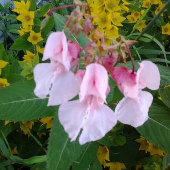 Hostal Guest House Shuiskaya Chupa