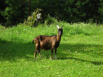 Hostal Boutique Rooms Pri Rogovilcu