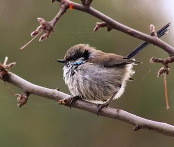 Villa Free Spirit Pods
