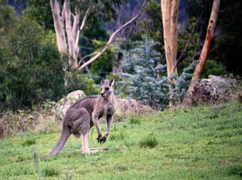 The Peak At Mt Kanimbla