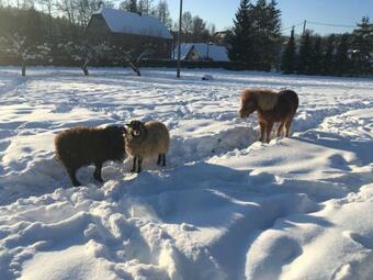 Hostal Farma Basarovi