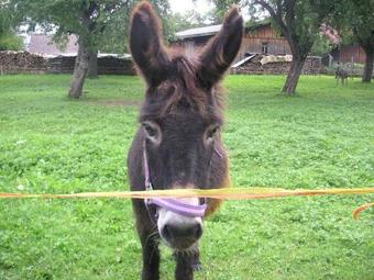 Apartamento Ferienwohnung Mutschler