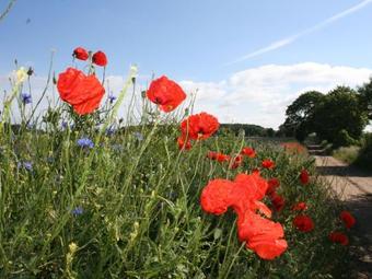 Sunlit Apartment With Fenced Garden In Eixen