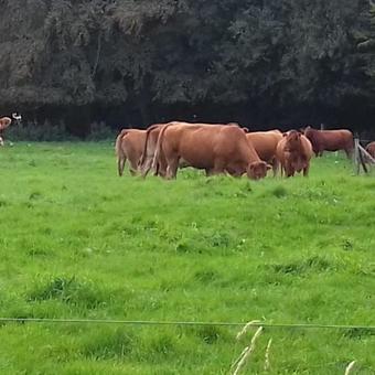 Den Gamle Gaard Apartments