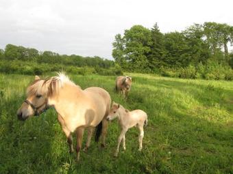Koebenhovedskov Bed & Breakfast