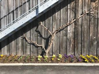 Das M By Mair's Beerengarten