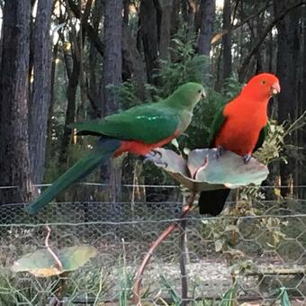 Agroturismo Ionaforest Yurt