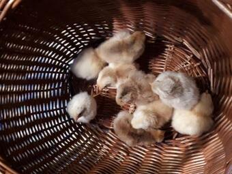 Agroturismo Podkrov� V Jiho?esk�m Statku