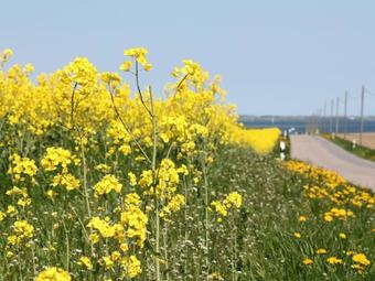 Cozy Apartment With Garden In Blowatz Near The Sea